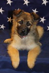 Sheena