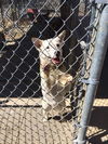 Dakotah - Urgent! Foster Needed!