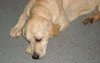 Hollie