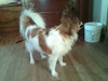 Annie
