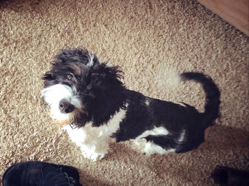 Milo