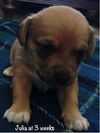 Julia Puppy