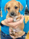 Julia Puppy