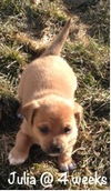 Julia Puppy
