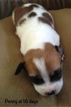 Penny Puppy