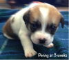 Penny Puppy