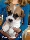 Penny Puppy