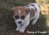Penny Puppy