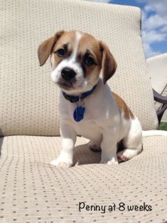 Penny Puppy