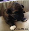 Jude Puppy -