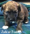 Jude Puppy -