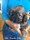 Jude Puppy -