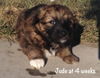 Jude Puppy -