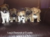 Jude Puppy -