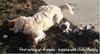 Jude Puppy -