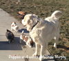 Jude Puppy -