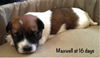 Maxwell Puppy