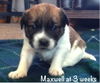 Maxwell Puppy