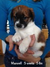 Maxwell Puppy
