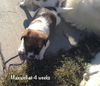 Maxwell Puppy