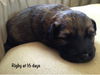 Rigby Puppy