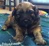 Rigby Puppy