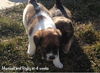 Rigby Puppy