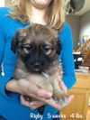 Rigby Puppy