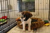Dudley -Puppy