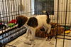 Dudley -Puppy