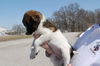 Dudley -Puppy