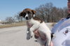Dudley -Puppy