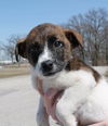 Dudley -Puppy