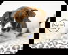 Dudley -Puppy