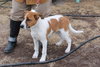Corky- Pup