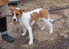 Corky- Pup