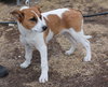 Corky- Pup