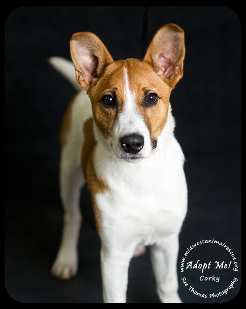 Corky- Pup