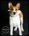 Corky- Pup