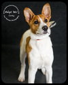 Corky- Pup