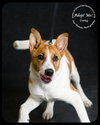 Corky- Pup