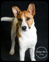 Corky- Pup