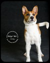 Corky- Pup