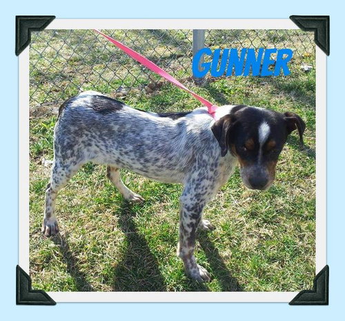 Gunner- Pup