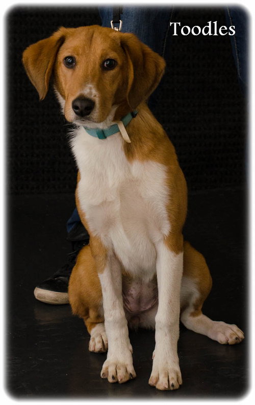 Toodles -Puppy