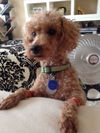 Gordie