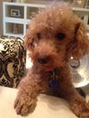 Gordie