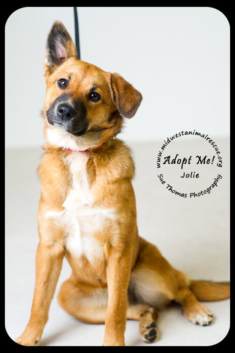 Jolie - Puppy