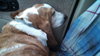 Marley