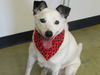 Bailey-LOVES to play fetch!